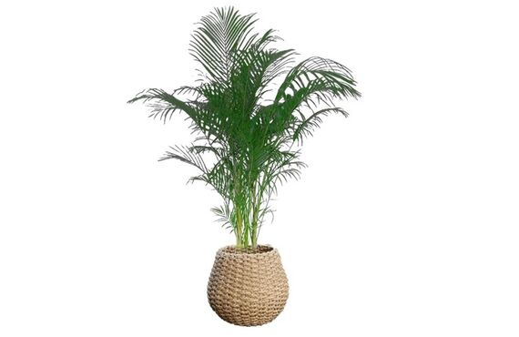 気の流れを上昇させるといわれるおすすめの観葉植物◎広島市の観葉植物レンタルはグリーンポケット広島西