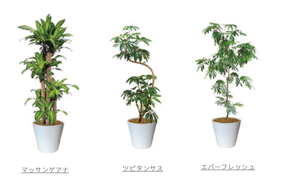 ご指定の場所まで運搬、設置します。鉢カバー付き◎広島市の観葉植物レンタル・購入はグリーンポケット広島西