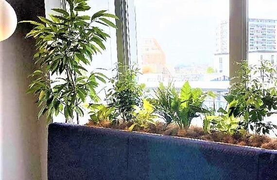 実際の森と同様のCO2削減効果が期待できます◎広島の観葉植物レンタルはグリーンポケット広島