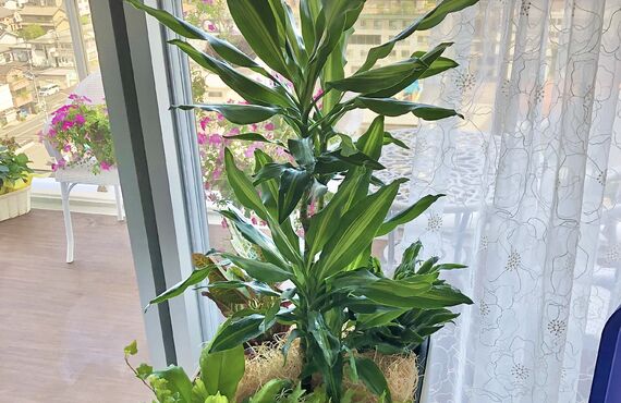 季節を遊べる寄せ植えプランター◎広島の観葉植物レンタルはグリーンポケット広島西