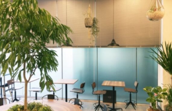 広島市内は連日の雪景色。冬場の観葉植物の室内温度にご注意を。理想は15℃以上。